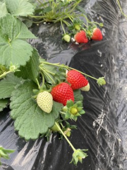 甘さ広がる吉見いちご!埼玉県吉見町産【あまりん】|1パック:8~11粒(260g以上)×2パック|株式会社横田農園【株式会社農協観光】 宅配