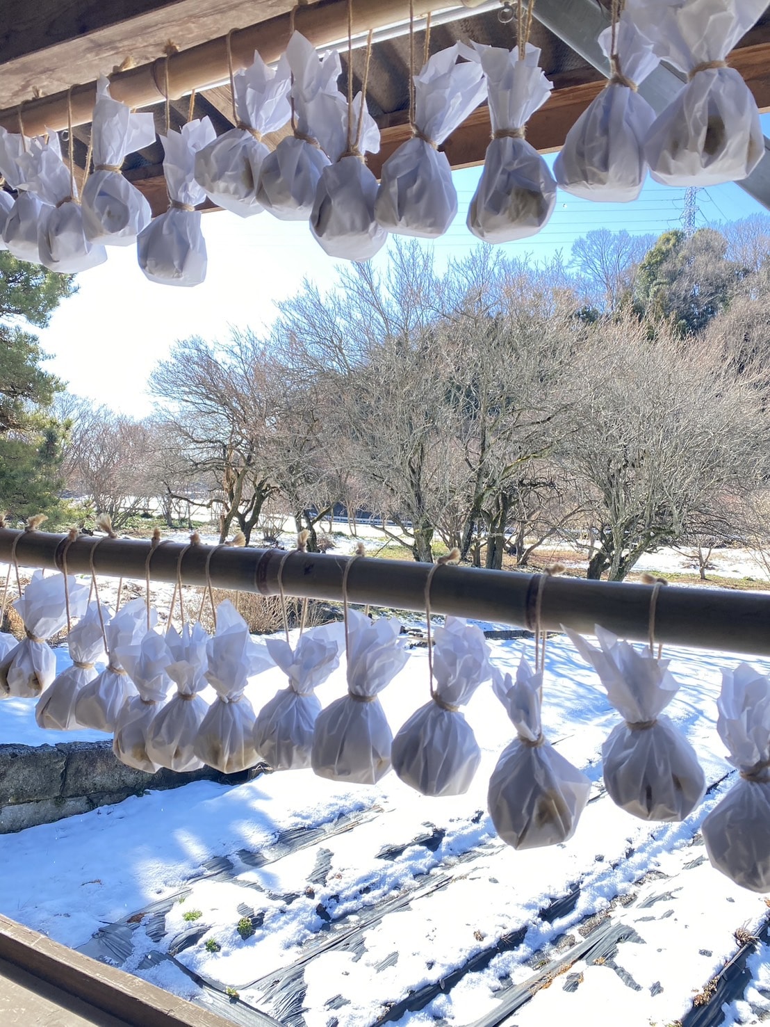 宮ゆべし ゆずを使った伝統的な珍味「床井柚子園」 宅配