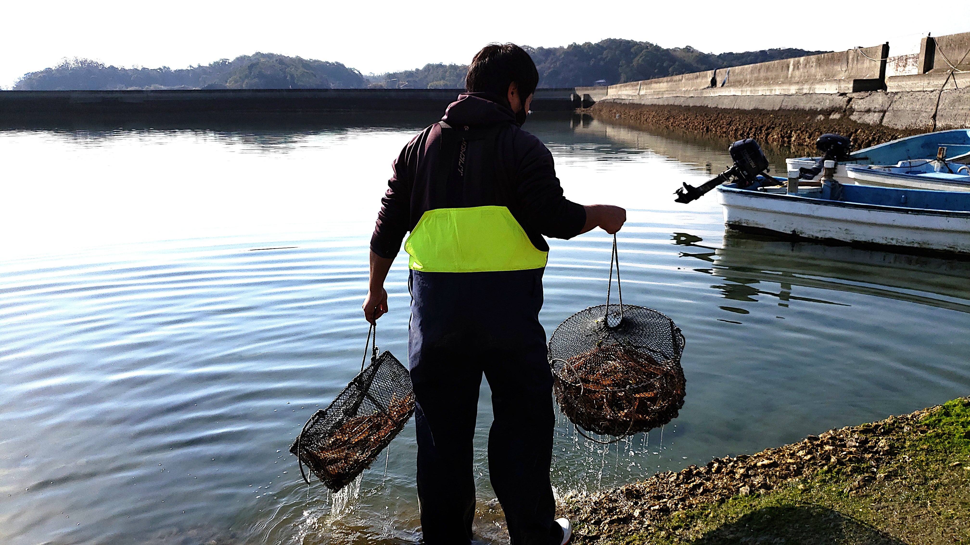 上天草ブランド認証品「旨甘 活車海老」約900g(27~39尾)「(株)フジオカ」 宅配