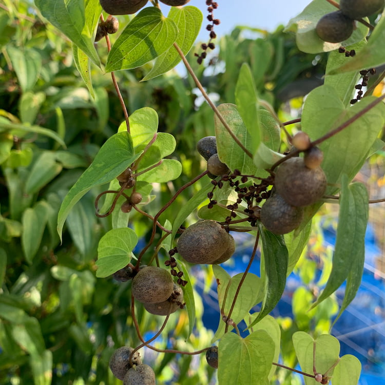 自然薯の球芽むかご