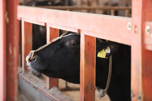 シンガポール便ご搭乗者さま限定!JAL和牛お土産サービス 飛騨牛A5(ロース) スライス(しゃぶしゃぶ・すき焼き用)2kg(250g×8) 2kg(250g×8)