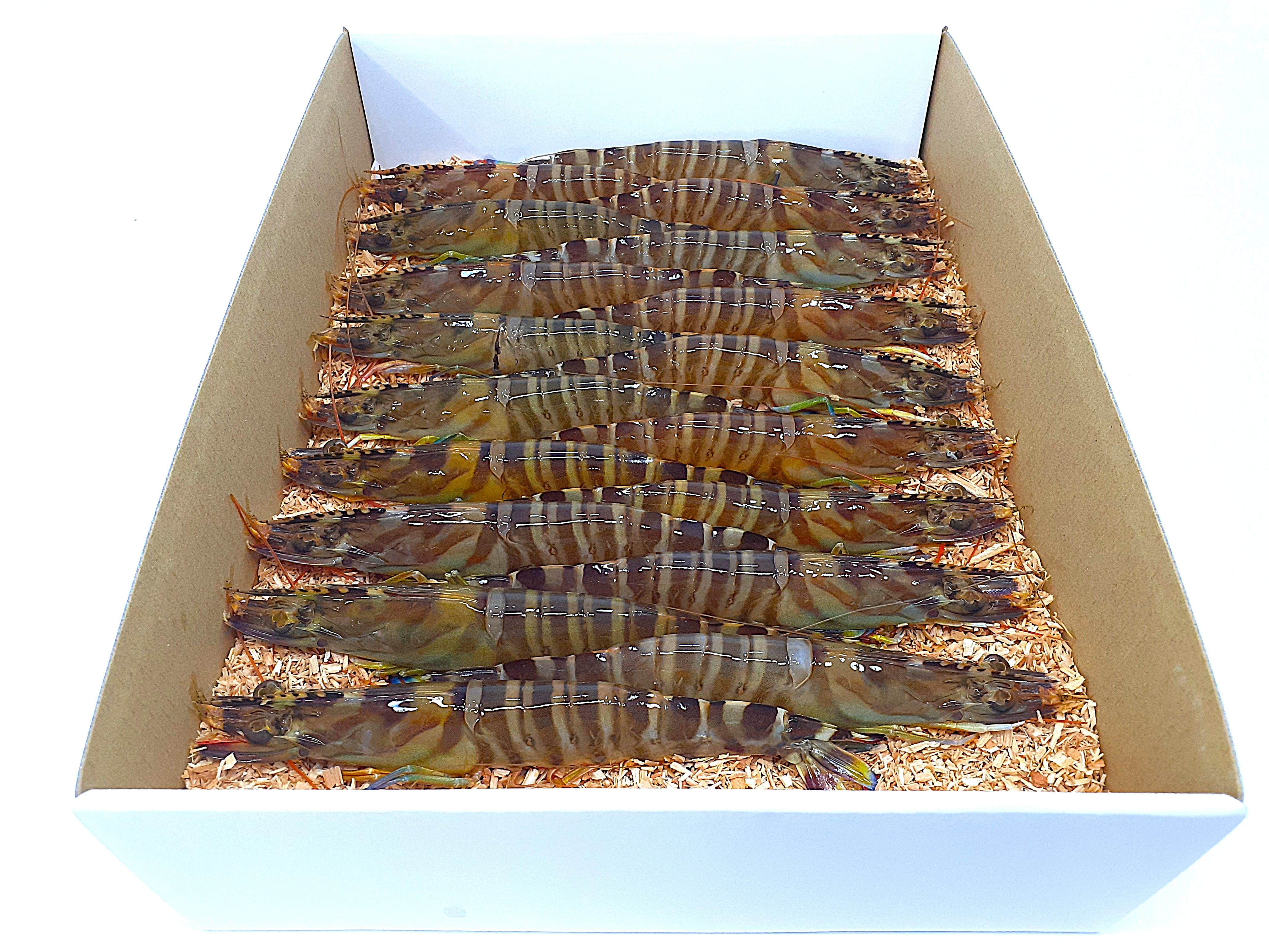 上天草ブランド認証品「旨甘 活車海老」約300g(9~14尾)〔株式会社フジオカ〕 宅配