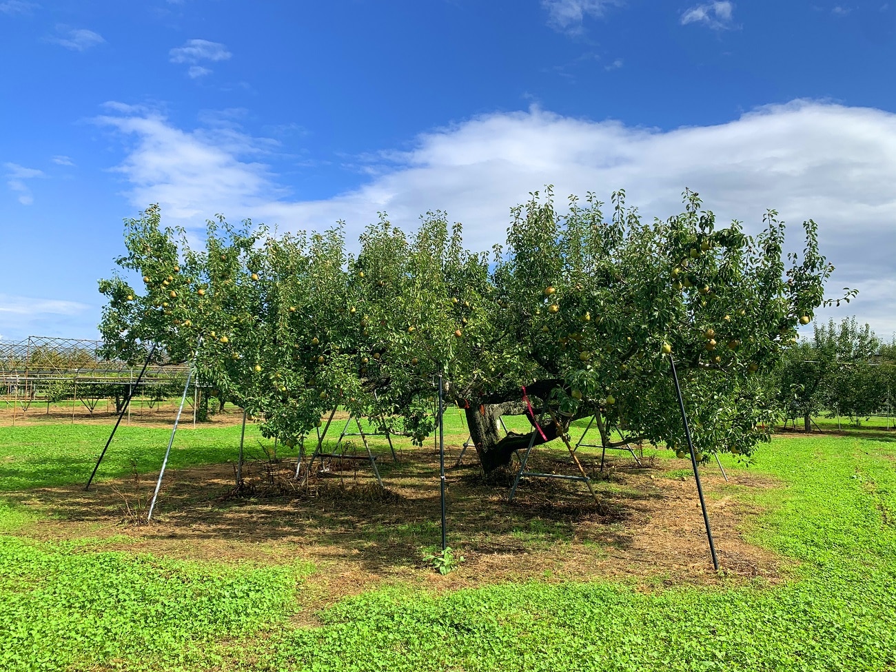 ラ・フランス 秀品 2kg5-9玉 11月中旬から発送 送料無料「アンスリーファーム」 宅配 秀品5-9玉 2kg