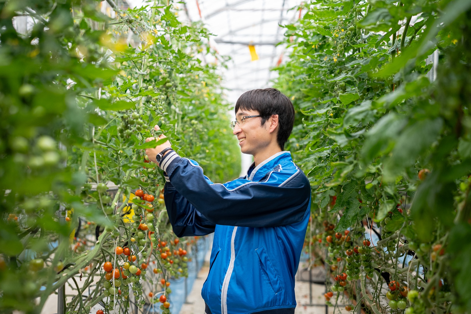 〔アーティフルレモン色ミニトマト1㎏〕ミニトマト生産量日本一の熊本県産〔お料理の彩りに〕「アーティフル」 宅配