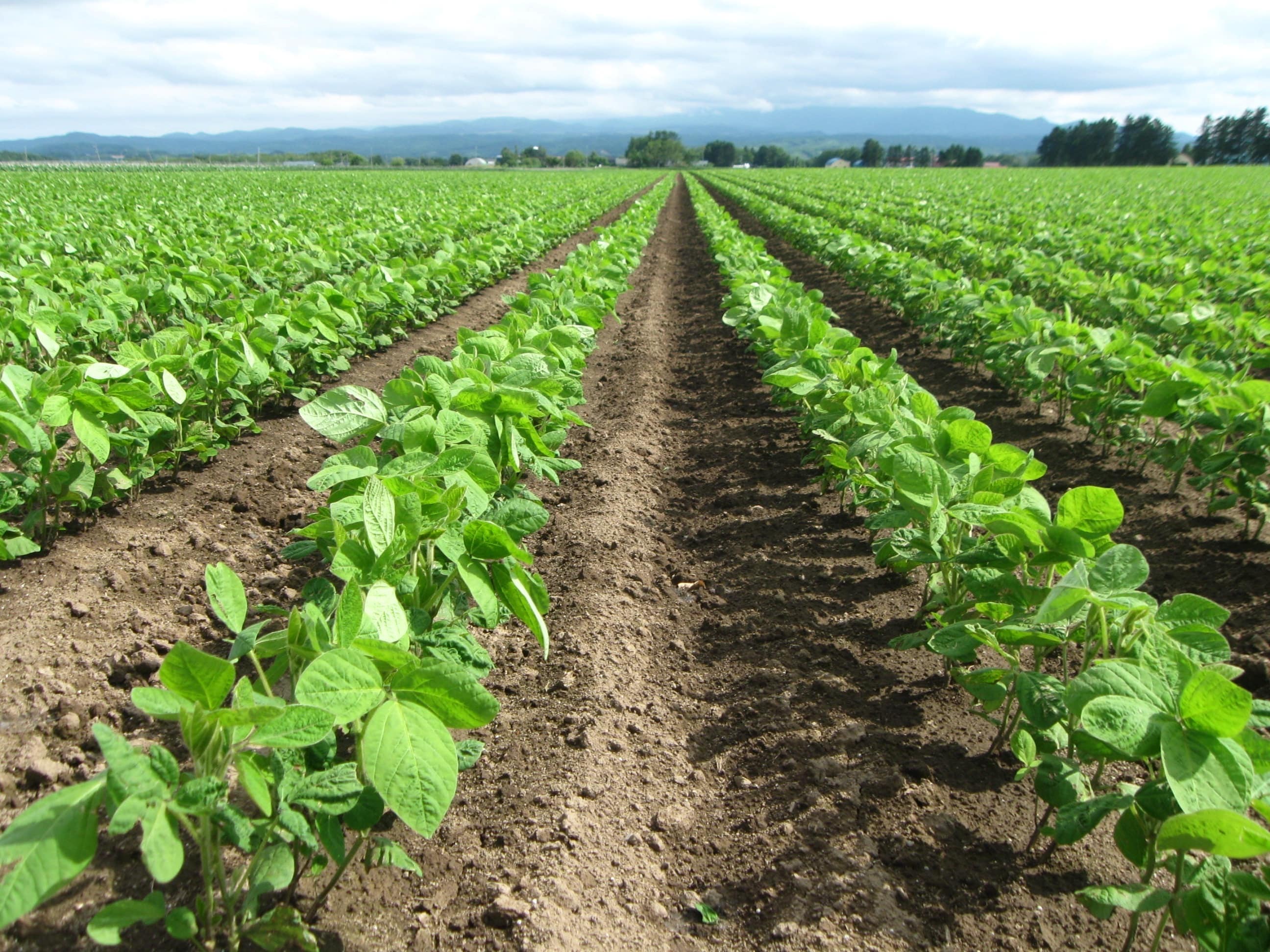 ~ 「お豆腐 一揃えセット」JALオリジナル・北海道函館より当日の朝作りたて「日乃出食品株式会社(Jimo豆腐Soia)」〔送料無料〕 宅配 お豆腐 一揃えセット