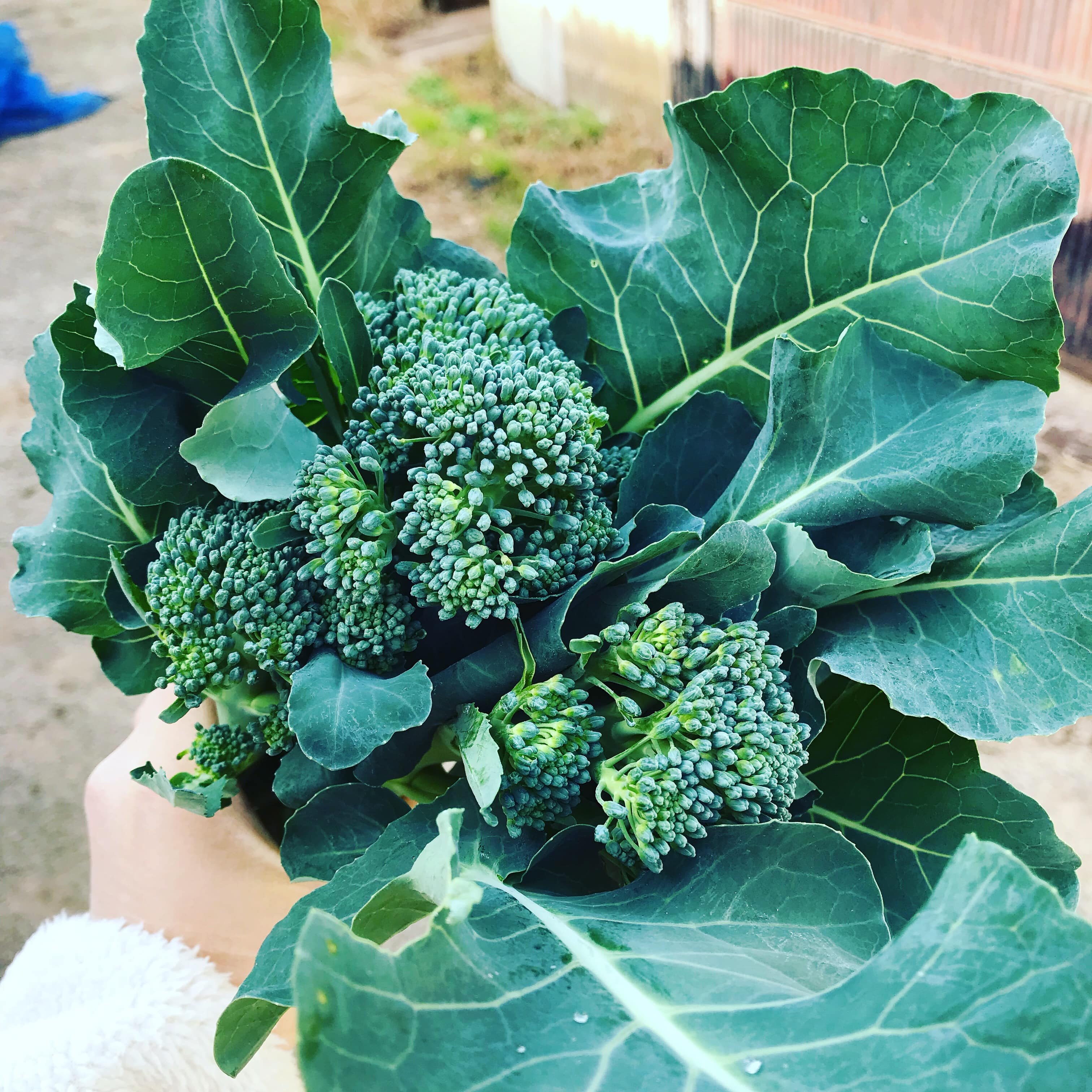 ブロッコリー スティックブロッコリー 脇芽 野菜 - 野菜