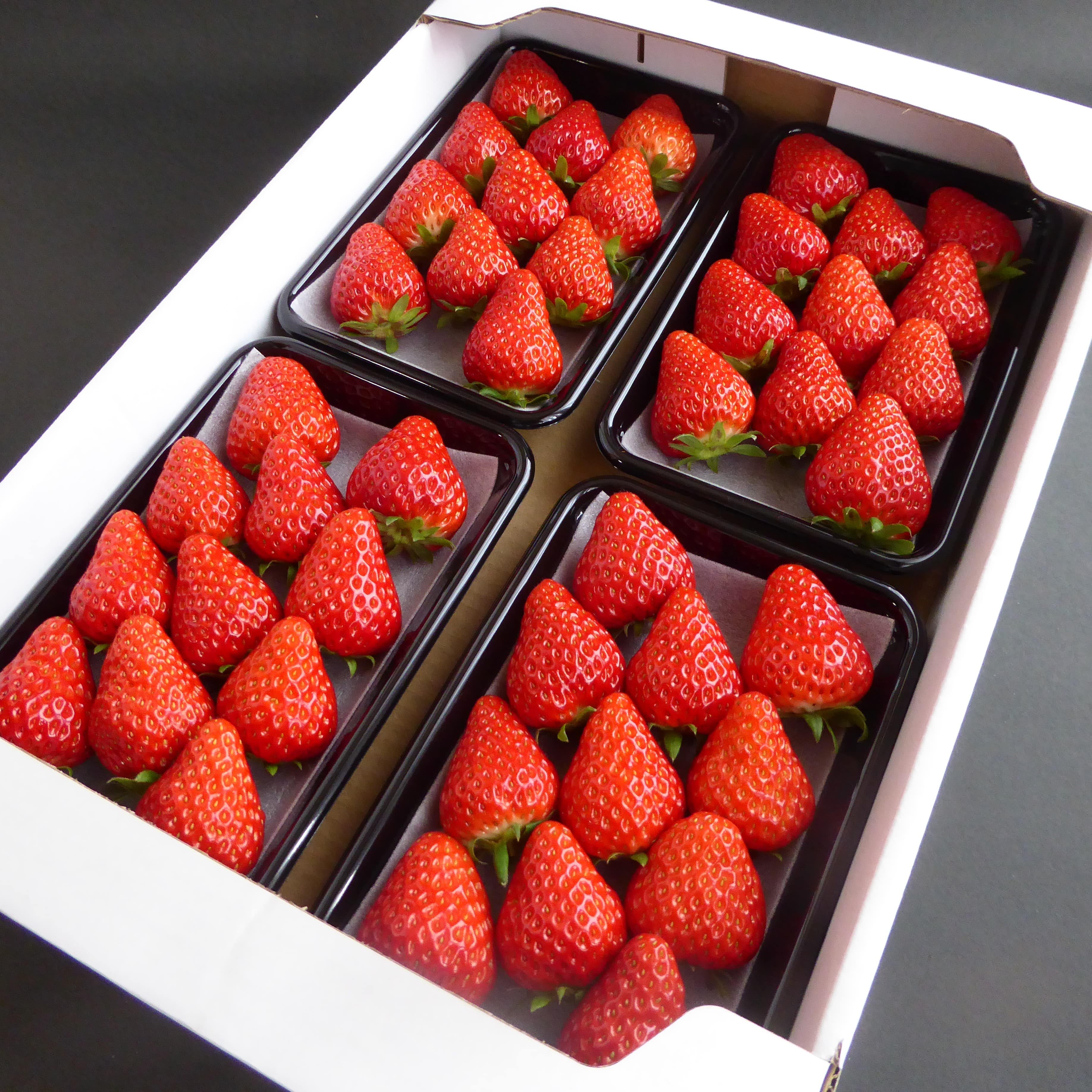 岡山県産ブランドいちご〔美作苺〕４P詰合せ 全国いちご選手権銀賞！「有限会社美作農園」　送料無料