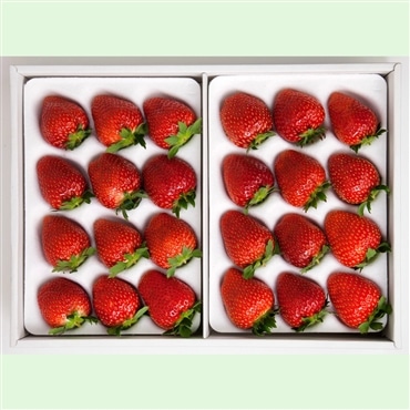 〔贈答用おいCベリー〕約800g「美作農園」全国いちご選手権銀賞受賞！岡山県推奨ブランドいちご