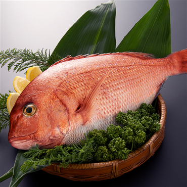 〔１尾丸々〕南伊勢町認定ブランド真鯛「あなたに逢い鯛。」〔お正月予約〕