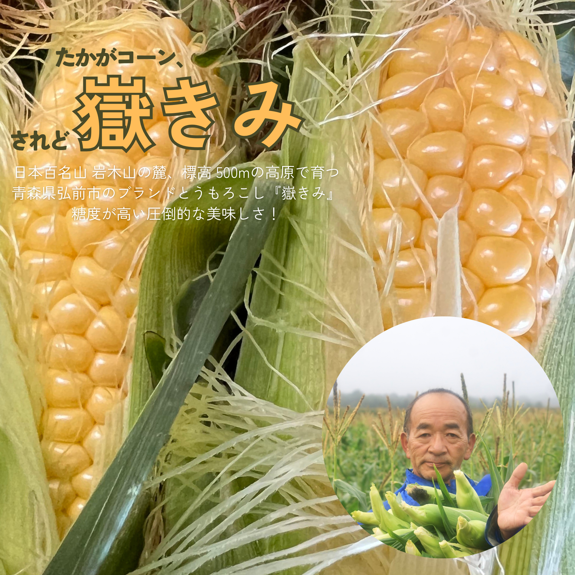 2026年もぎたて嶽きみ（L～2L）まんぷく10本入り〔感動の甘さ！〕青森県産ブランドトウモロコシ 8月中旬より順次発送！[嶽きみ屋弘前直売所]