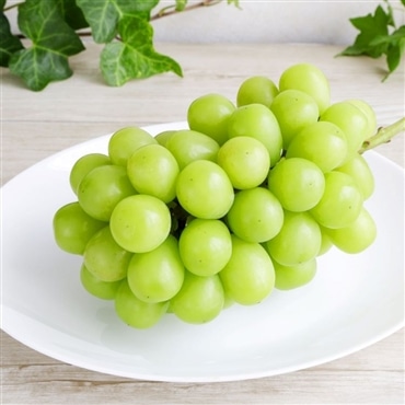 シャインマスカット特秀品・約500～800g 9月中旬から発送「アンスリーファーム」送料無料