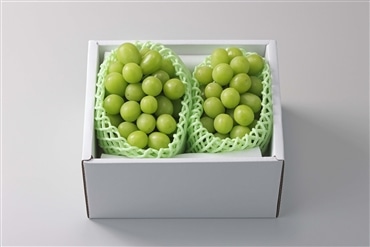 シャインマスカット2房詰め1.0kg以上 〔葡萄農家が贈る〕こだわりの美味しさ「Nini farm」〔8月下旬～発送〕