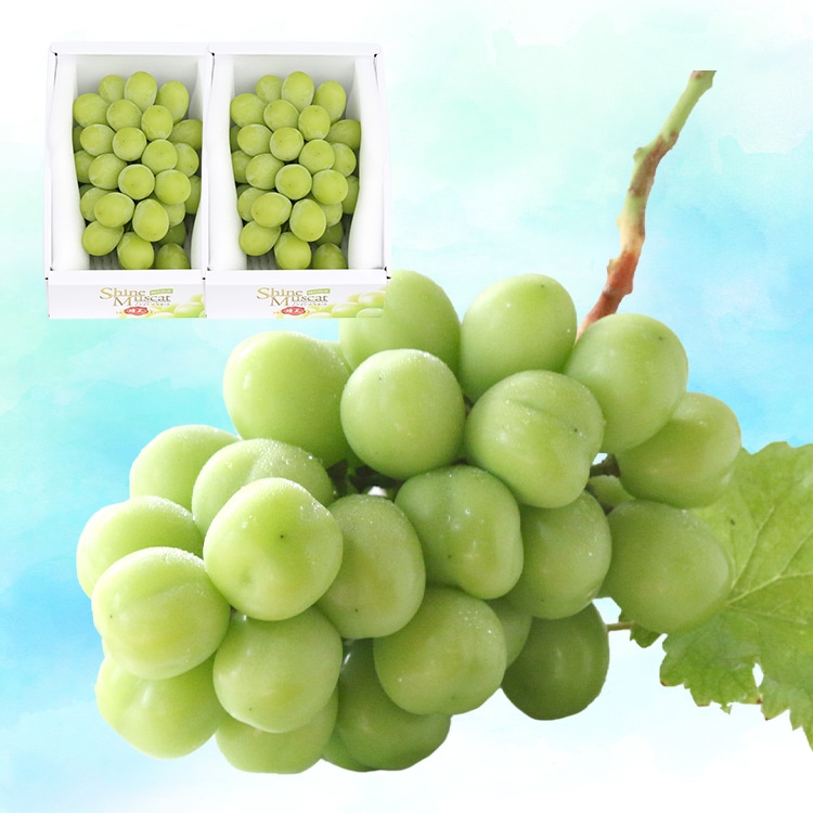 （2房 約1,100g）岡山産極上シャインマスカット「桃茂実苑(ともみえん)」