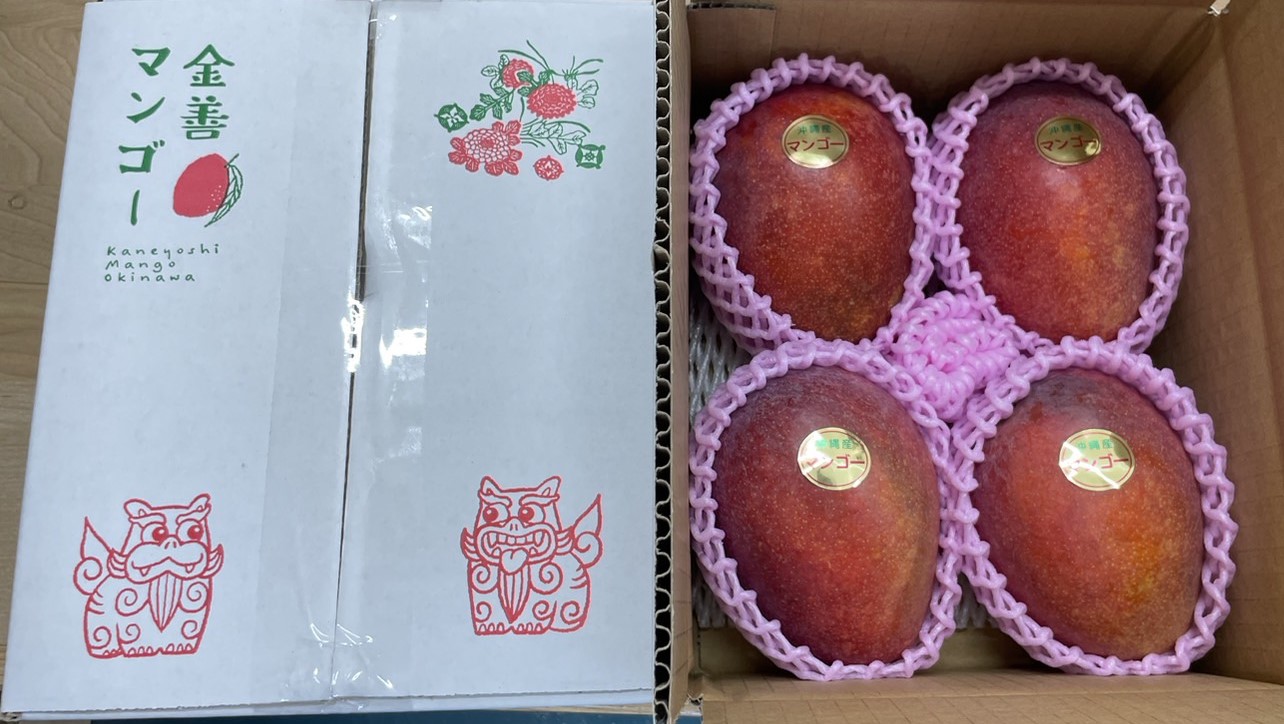 1.5㎏（3～4玉） 沖縄県産甘くとろけるアーウィンマンゴー「金善マンゴー」７月上旬より順次発送予定