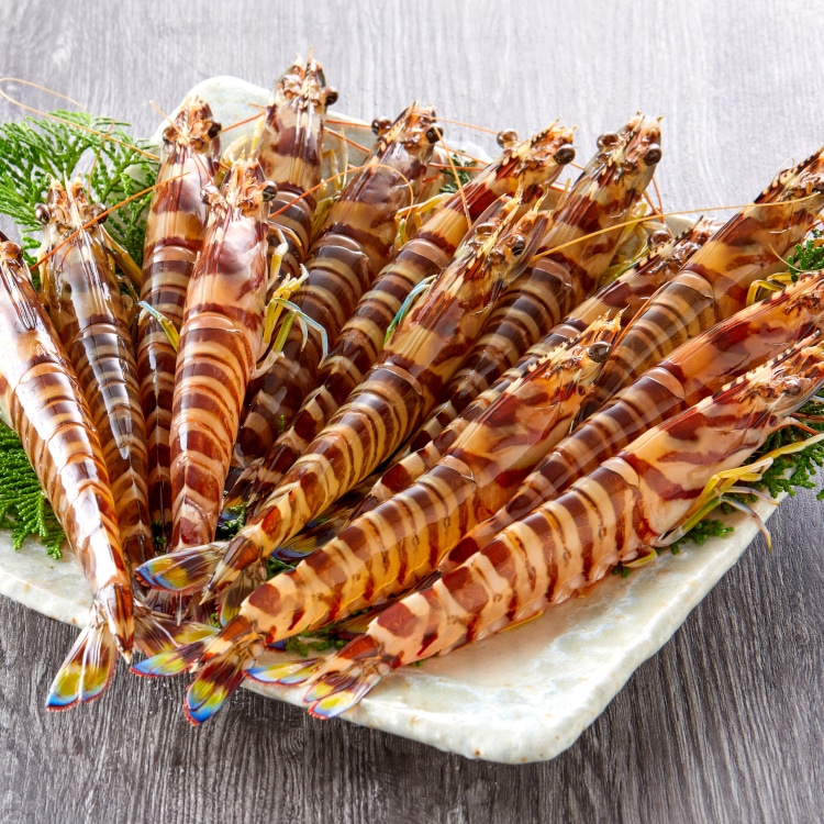 特選活き車えび〔八幡瀬戸〕500ｇ（13-20尾程度）「有限会社幸福堂」