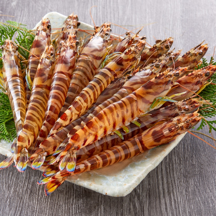 〔八幡瀬戸〕750ｇ（15-22尾程度 ）特選活き車えび「有限会社幸福堂」