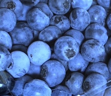 ブルーベリー７００ｇ「株式会社ハンドレッドベリーズ」7月発送予約開始！