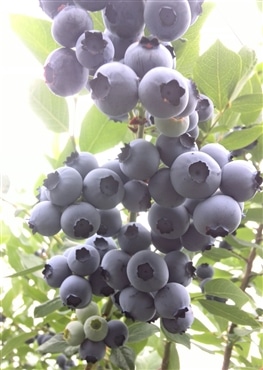 ブルーベリー1KG「株式会社ハンドレッドベリーズ」7月発送予約開始！