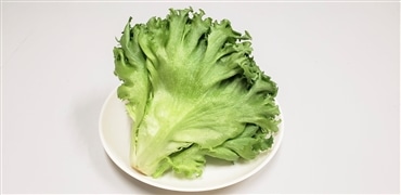 フリルレタス〔低カリウムレタス〕12袋セット 1袋約70g入り シャキシャキ美味しい「合同会社こころやさい」