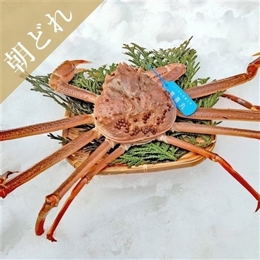 隠岐生松葉ガニ（超一級品1枚・タグ付）カニの旬は今だけ！隠岐の島の宝物★「海士物産」送料無料