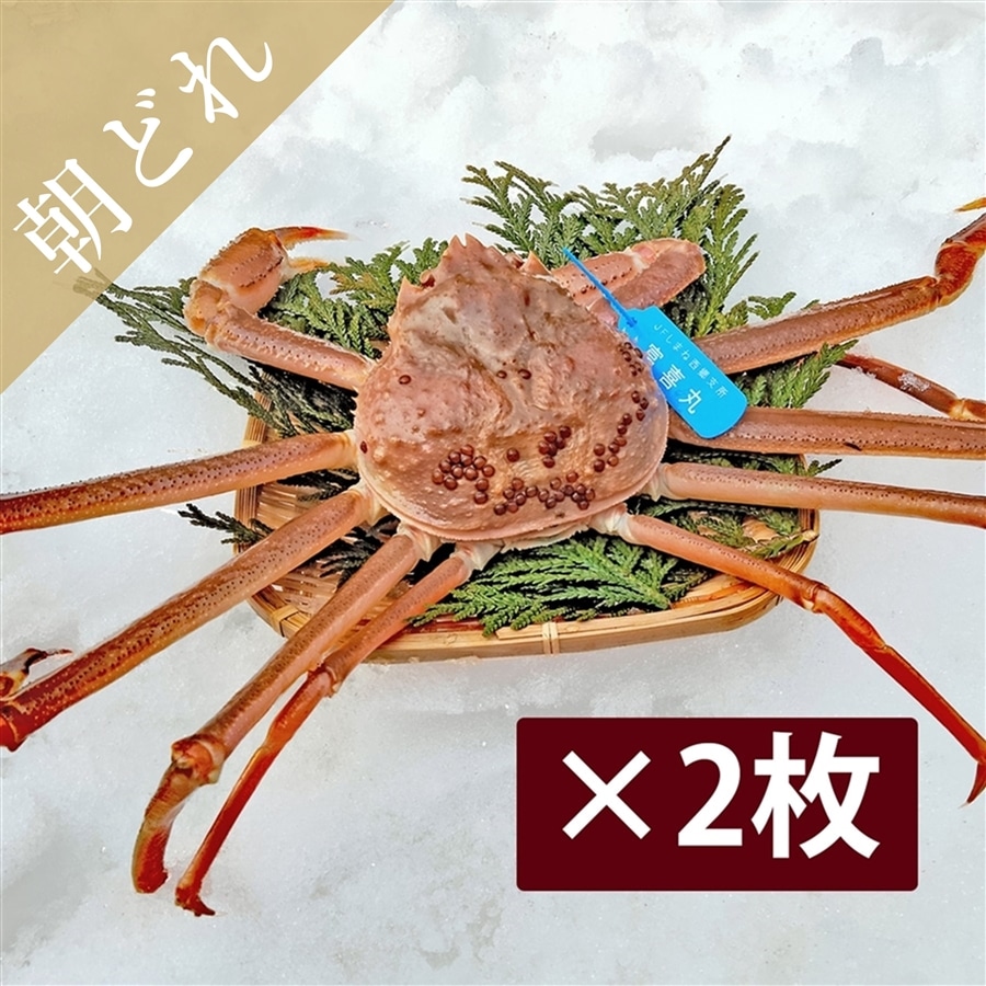 1.4㎏隠岐生松葉ガニ（超一級品2枚入り・タグ付） カニの旬は今だけ！隠岐の島の宝物★「海士物産」全国配送 / 送料無料