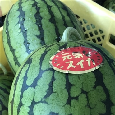感動のシャリ感と甘さ！　新潟県産大玉西瓜〔元気なスイカ〕　L～2Lサイズ１玉（重さ約７kg）７月下旬～8月上旬発送予定「エル・グリーンファーム」