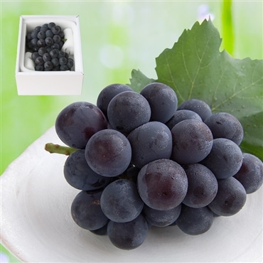 ピオーネ 2房 約1.3キロ〔超特級〕「桃茂実苑(ともみえん)」