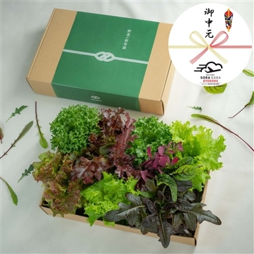 常備野菜6種詰め合わせ Regular〔5つ星ホテル採用〕都会の畑からとれたて！一ヶ月日持ち、ドレッシング不要・洗わずそのまま「GG.SUPPLY」