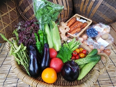 農薬･化学肥料不使用 京野菜セット L「アスカ有機農園」送料無料 産直 産地直送 2025 野菜 セット お取り寄せ