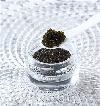 新見フレッシュキャビア 塩分3.5% 15g「蝶鮫屋」