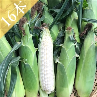 朝採れ白トウモロコシ約380g×16本 北海道産・農薬化学肥料不使用「とくながファーム」＜8月上旬から順次発送＞