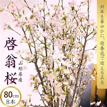 〔80cm 8本〕 迎春花 ー啓翁桜ー 正月に咲く桜「みちのくギフト」