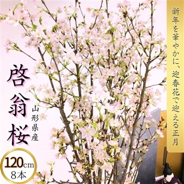 【予約注文】ー啓翁桜ー〔120cm 8本〕正月に咲く桜　12月末にお届けする迎春花　みちのくギフト