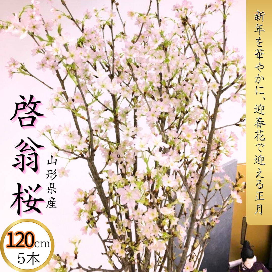 【予約注文】ー啓翁桜ー〔120cm 5本〕正月に咲く桜　12月末にお届けする迎春花　みちのくギフト