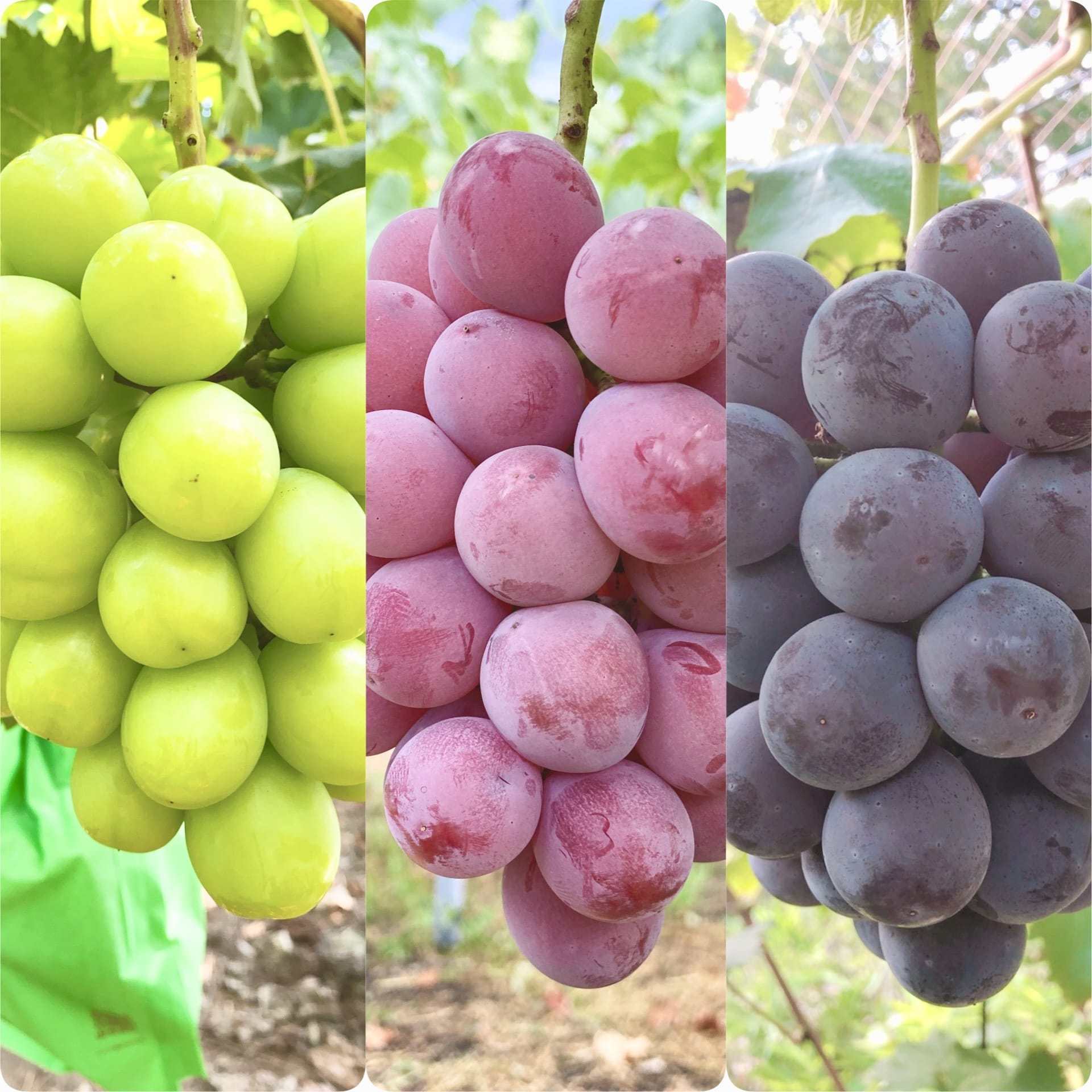 シャインマスカット＆希少葡萄含むお任せ２品種 各約500g 3房合計約1.5kg「Nini farm」（８月25日～9月20日）ギフト&熨斗対応可