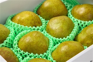 ラ・フランス 秀品 3kg5－9玉 11月中旬から発送 送料無料「アンスリーファーム」