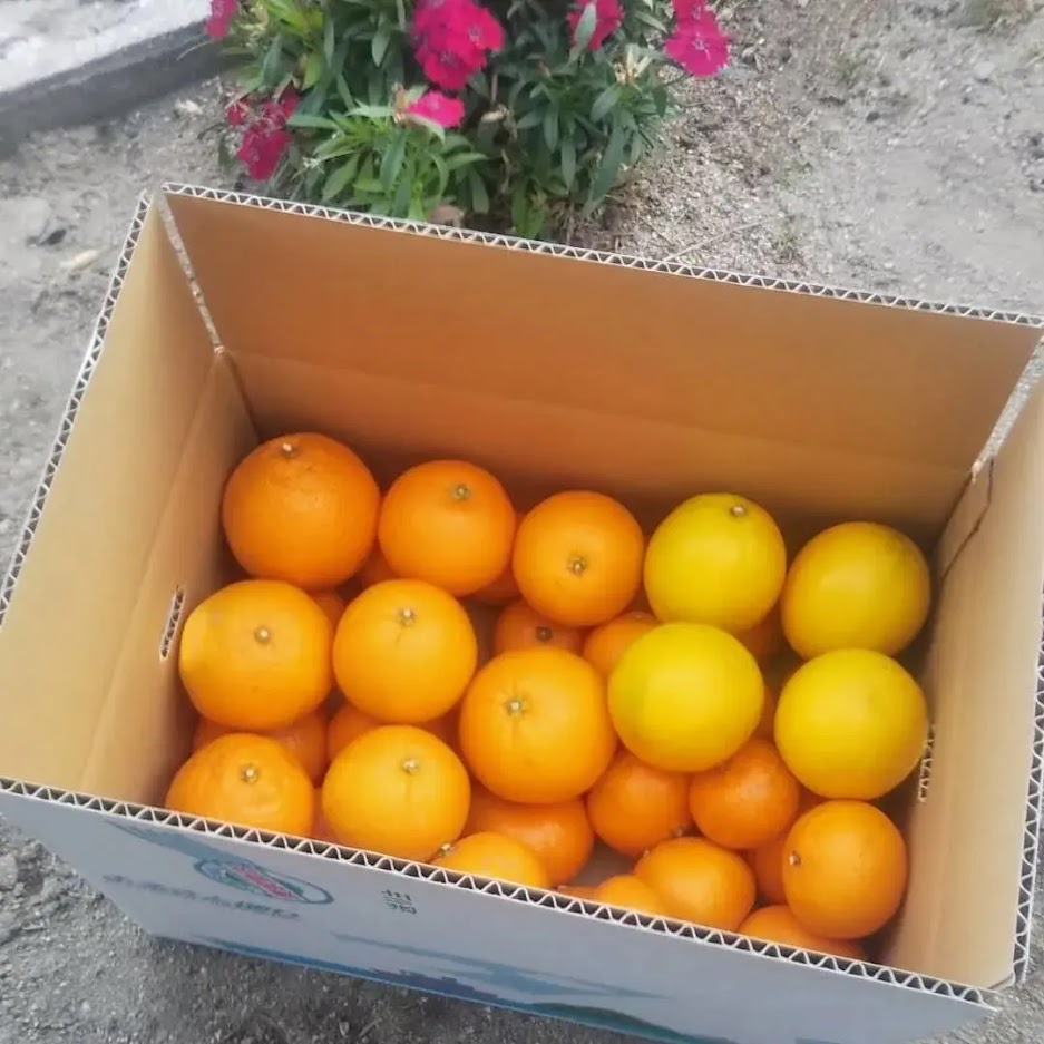 尾道産旬の柑橘セット10㎏！柑橘の香りさわやか！「尾道しまなみファーム合同会社」
