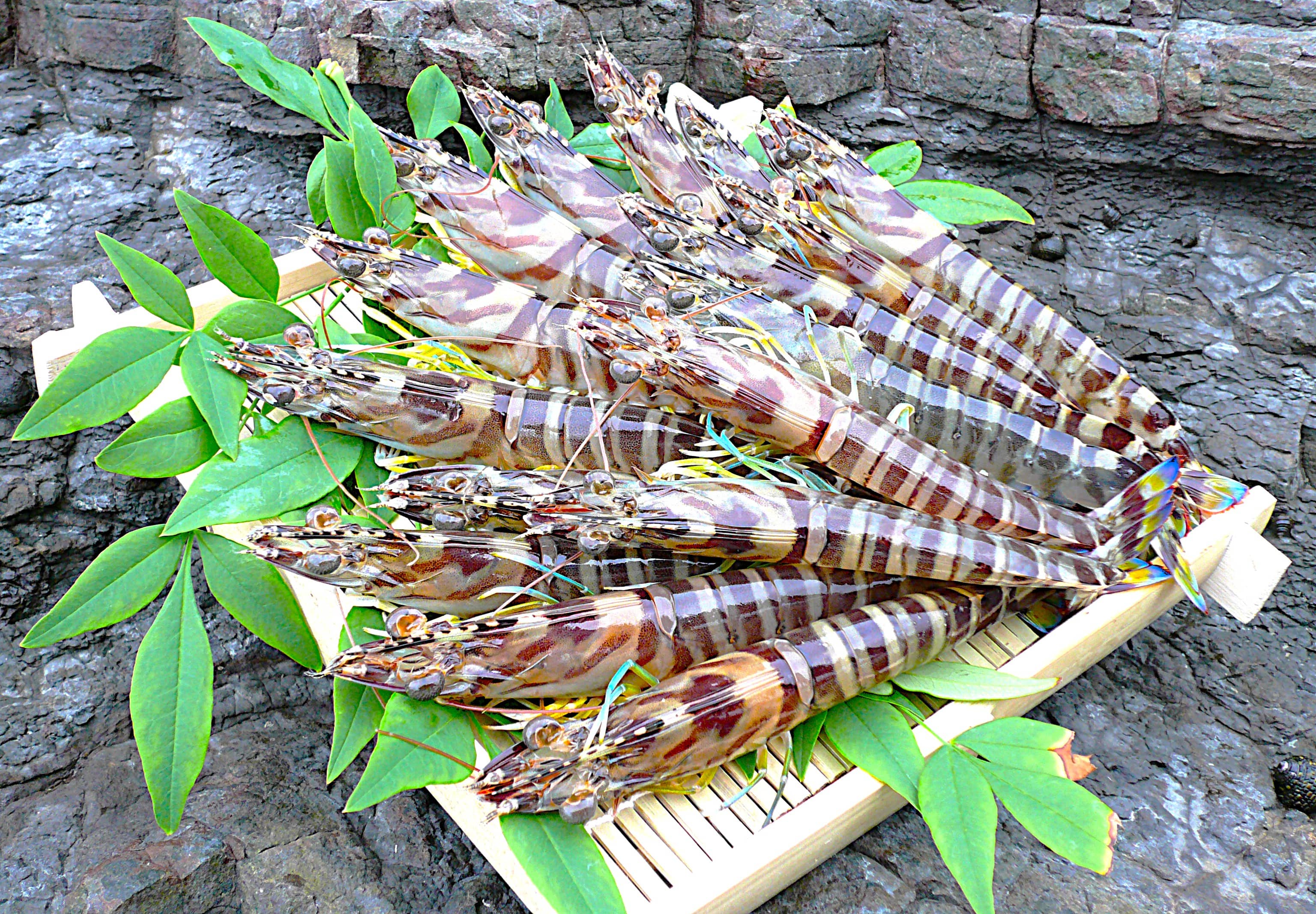 上天草ブランド認証品「旨甘　活車海老」約900g（27～39尾）「（株）フジオカ」