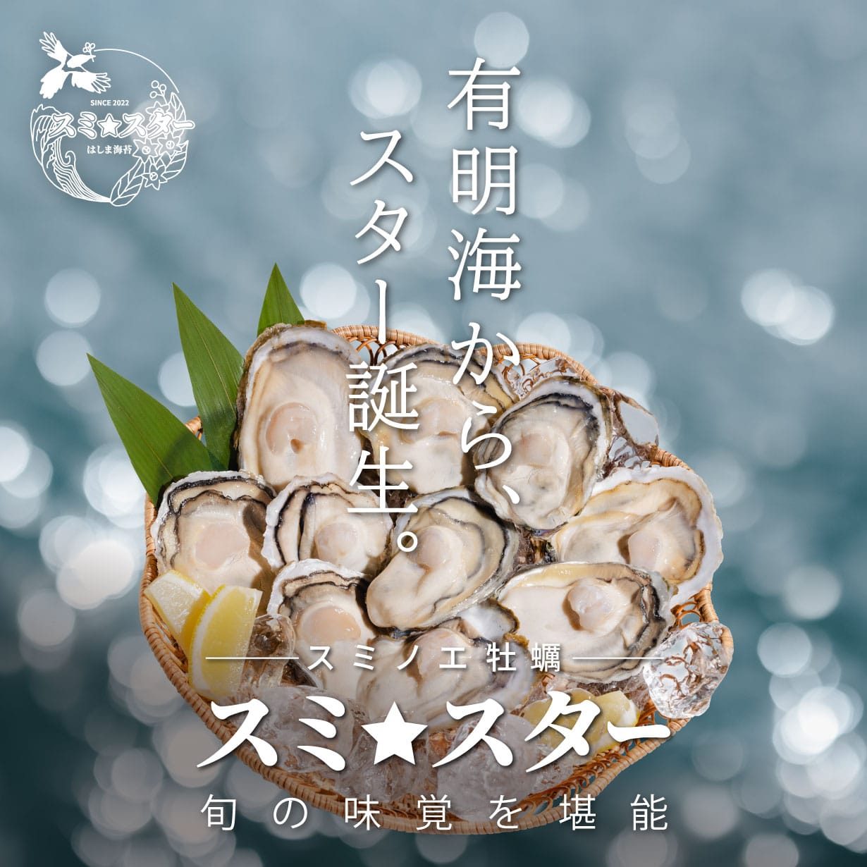 スミノエ牡蠣【はしま海苔】