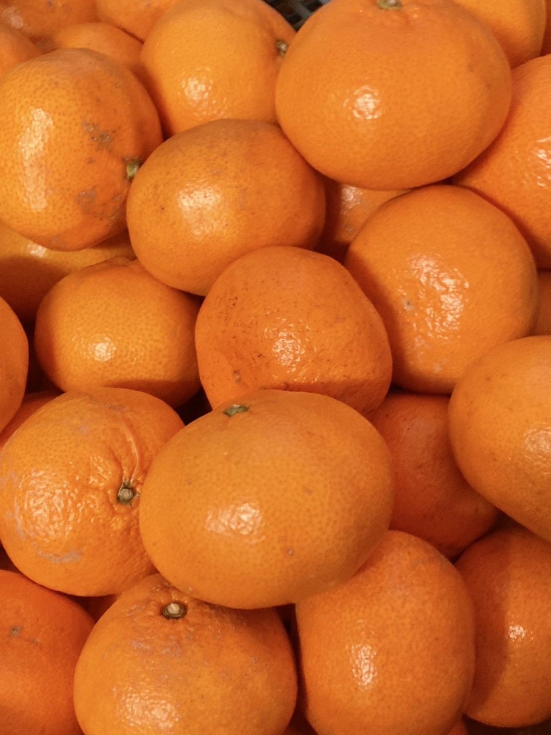 超低農薬　濃厚インデンみかん（S・M・L混合）8kg〔INDENファーム株式会社〕