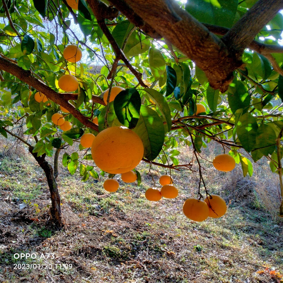 尾道産旬の柑橘セット3㎏！柑橘の香りさわやか！～2月中旬より順次発送～「尾道しまなみファーム合同会社」