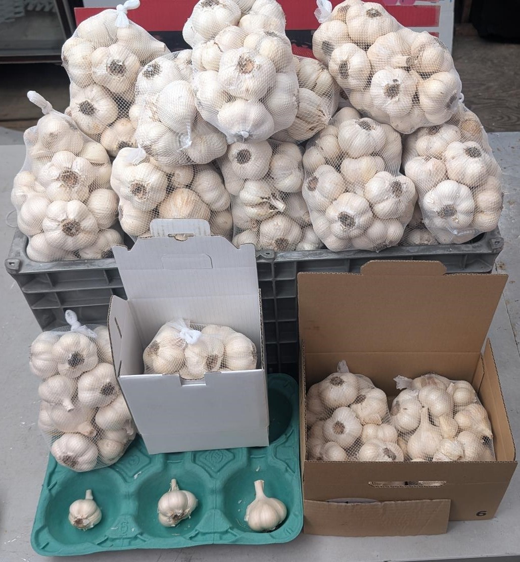 生ニンニク【大玉】1kg【ホワイト６片】　青森県津軽産［嶽きみ屋弘前直売所］