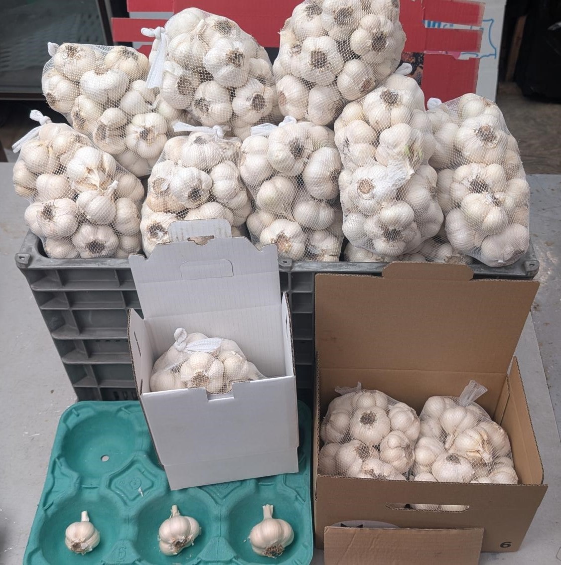 生ニンニク【中玉】1kg【ホワイト６片】　青森県津軽産［嶽きみ屋弘前直売所］