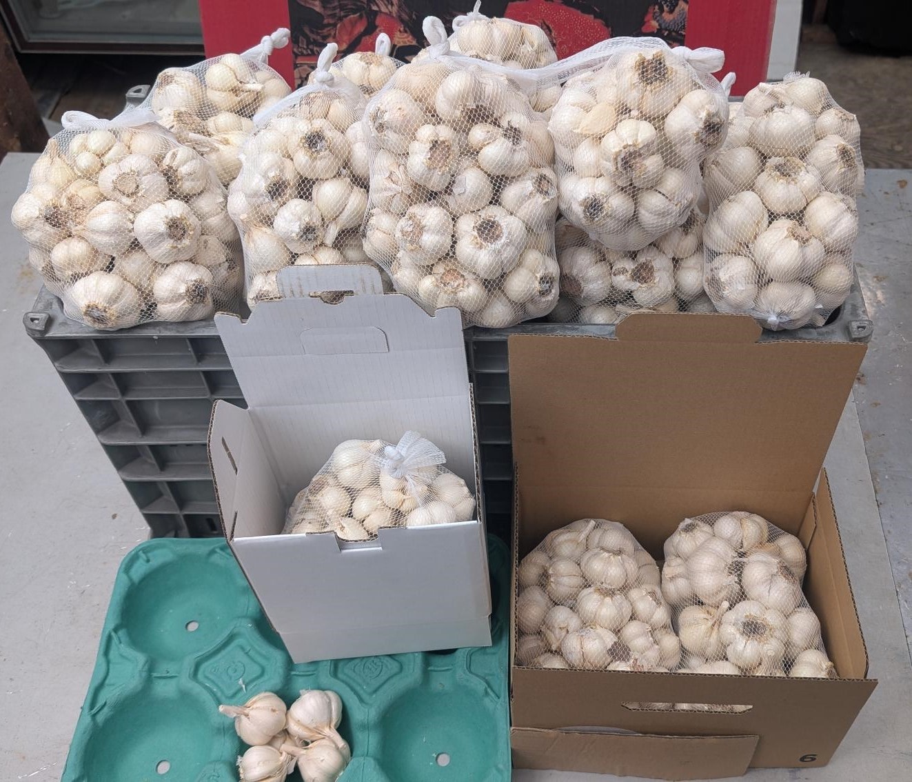 生ニンニク【小玉】1kg【ホワイト６片】　青森県津軽産［嶽きみ屋弘前直売所］