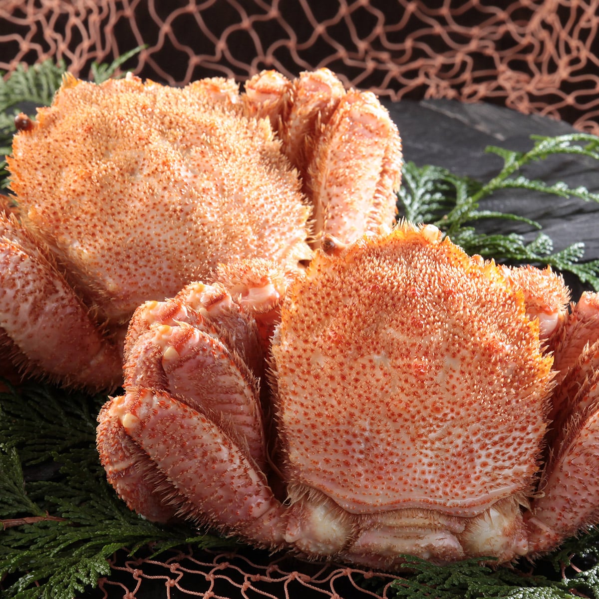 ～  北海道産　浜ゆで三特毛がに　大2尾［株式会社ワイエス海商］