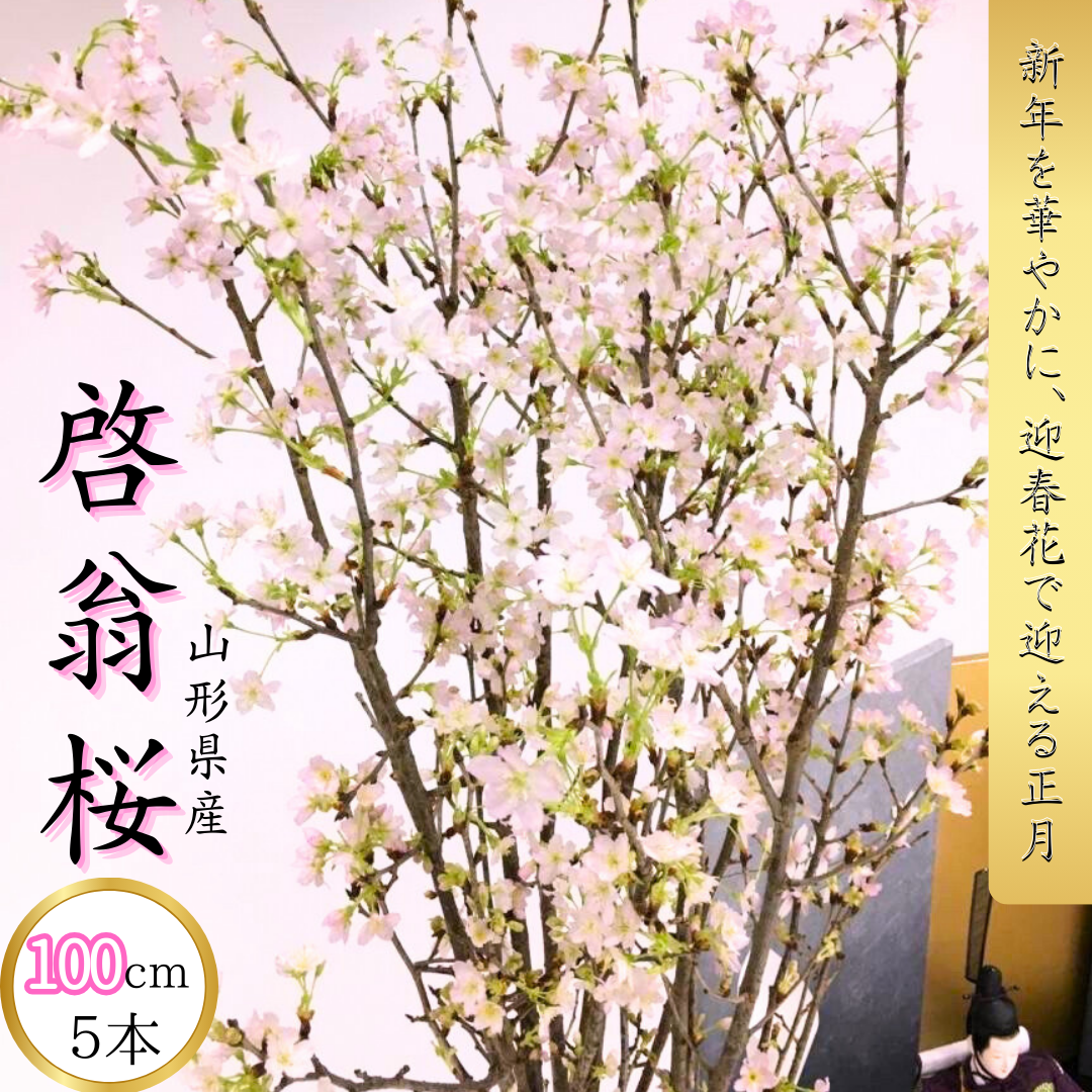 〔100cm 5本〕 迎春花 ー啓翁桜ー 正月に咲く桜「みちのくギフト」[株式会社VRIHCe]