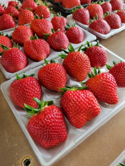 甘さ広がる吉見いちご！埼玉県吉見町産【あまりん】｜１パック：８～11粒（260g以上）×２パック｜株式会社横田農園【株式会社農協観光】