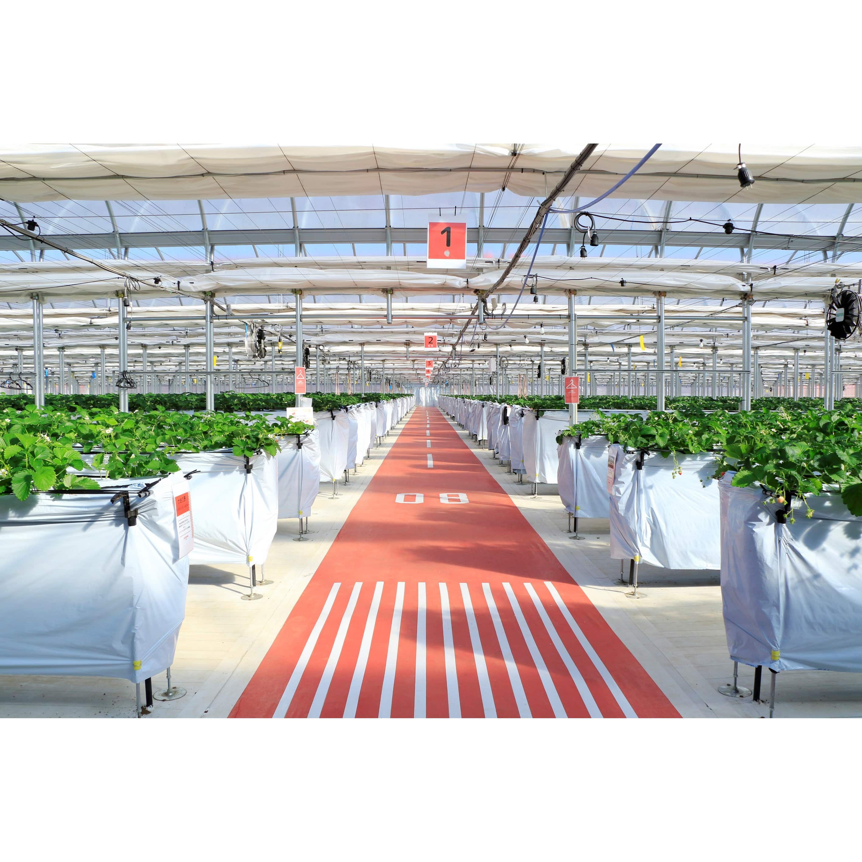 「JALの直営農園でいちご狩り」体験農園2名様チケット「JAL Agriport」