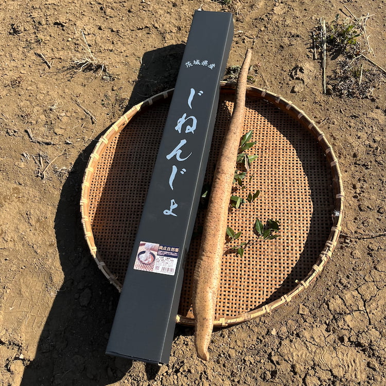 満点自然薯 化粧箱入り 約1.5㎏ 茨城県産 [新関フードサービス]