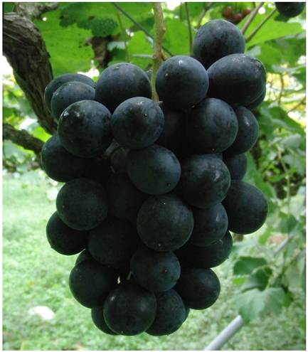 「農家直送」オーロラブラック2㎏箱 ※4房～5房程度 8月中旬以降発送予定 岡山県和気町産 [松石農園]